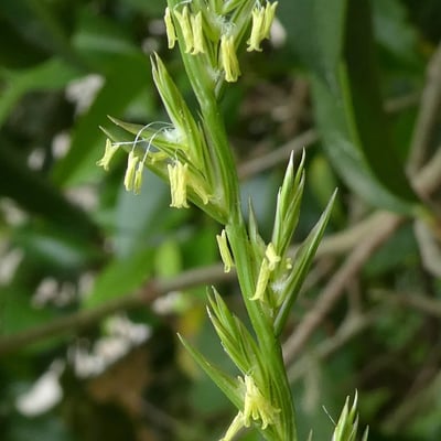 Lolium rigidum — flower
