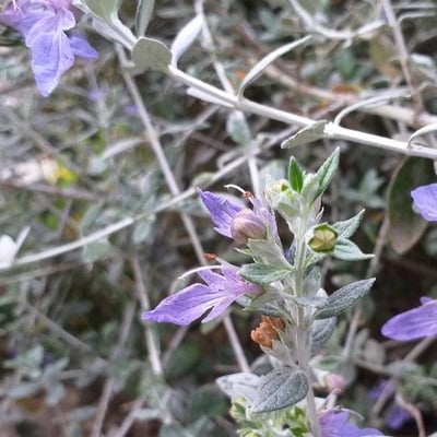 Teucrium fruticans — flower
