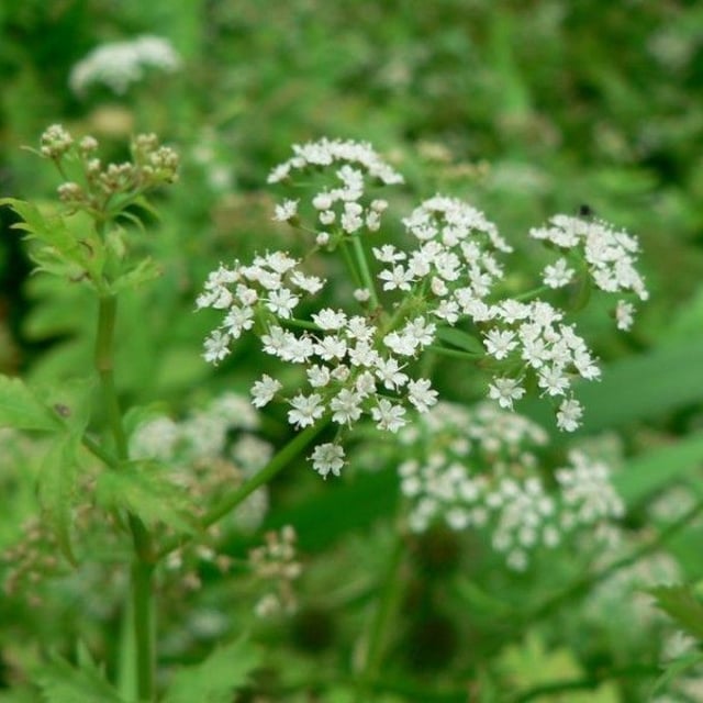 Berula erecta — flower