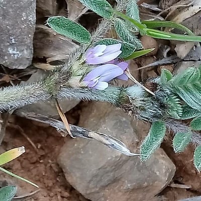 Astragalus sesameus — flower