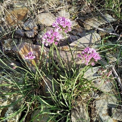 Allium lusitanicum — flower