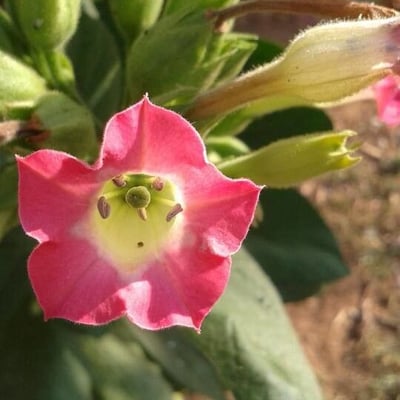 Nicotiana tabacum — flower