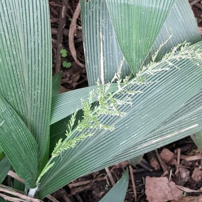 Setaria palmifolia — flower