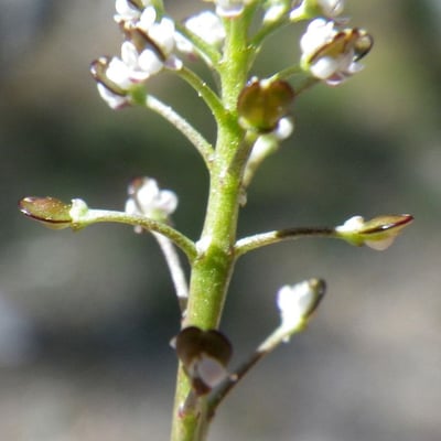 Teesdalia coronopifolia — flower