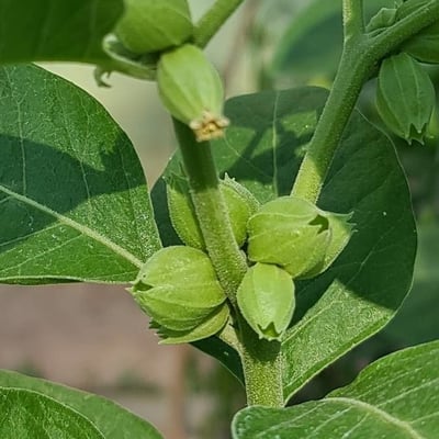 Withania somnifera — flower