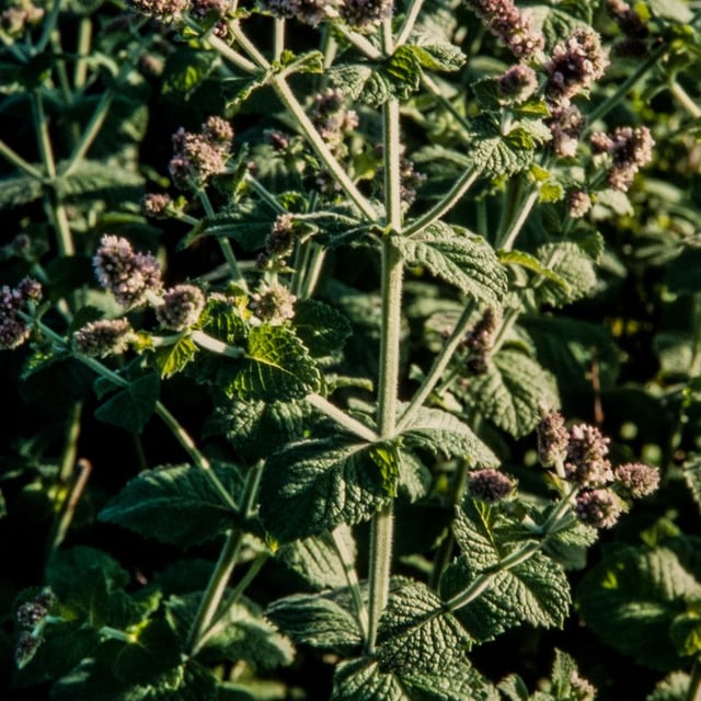 Mentha × villosa — flower