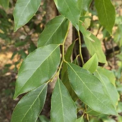 Lindera communis — leaf