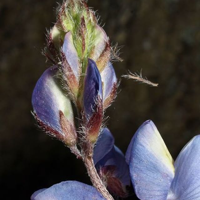 Lupinus sparsiflorus — flower