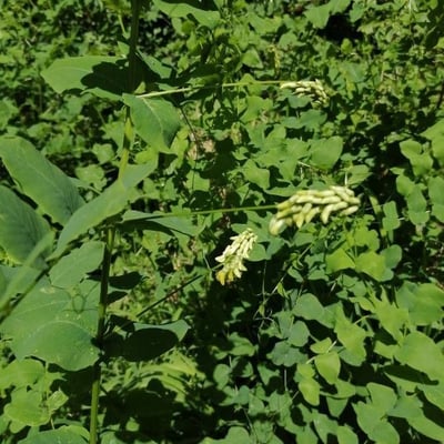Vicia pisiformis — flower