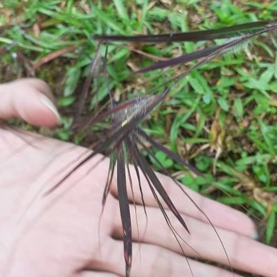 Bromus tectorum — flower