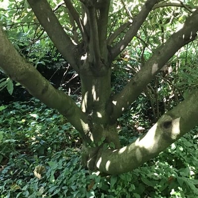 Neolitsea sericea — bark