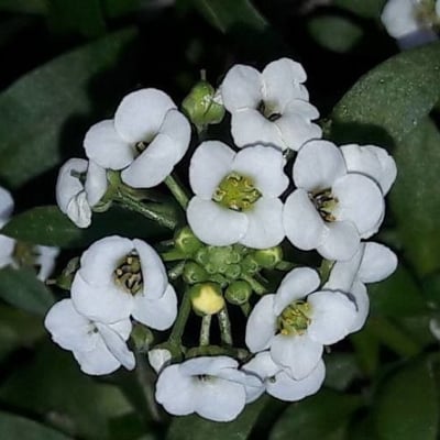 Lobularia maritima — flower