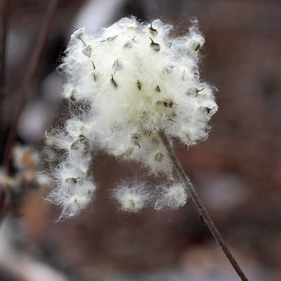 Anemone virginiana — flower