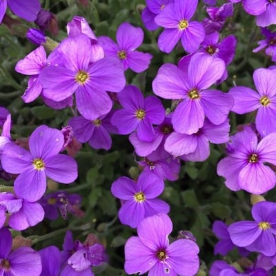 Aubrieta deltoidea — flower