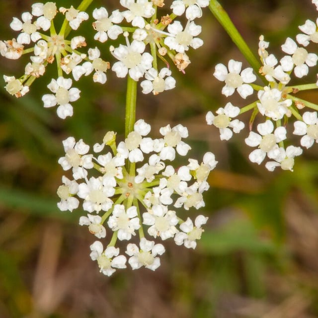 Peucedanum oreoselinum — flower
