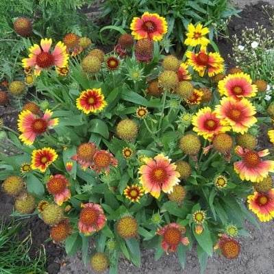 Gaillardia aristata — flower