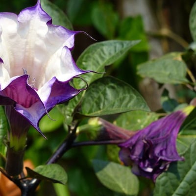Datura metel — flower
