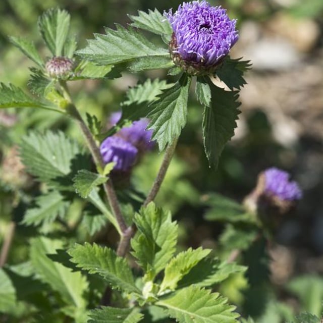 Centratherum punctatum — flower