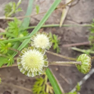 Cotula australis — flower