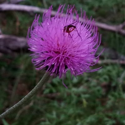 Cirsium rivulare — flower