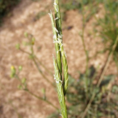 Brachypodium pinnatum — flower