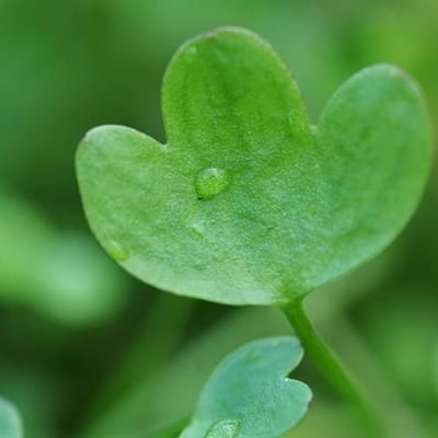 Ranunculus hyperboreus — leaf