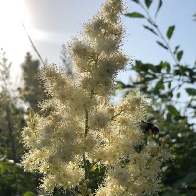 Sorbaria kirilowii — flower