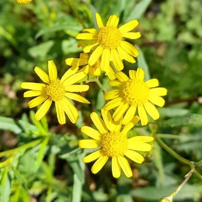 Senecio madagascariensis — flower