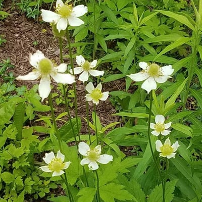 Anemone virginiana — flower