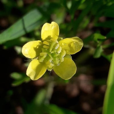 Ranunculus arvensis — flower