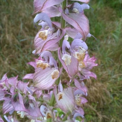 Salvia sclarea — flower