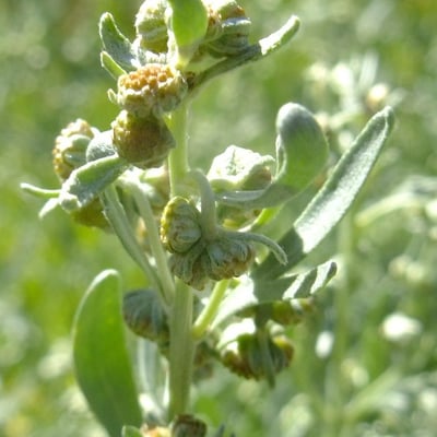 Artemisia pontica — flower