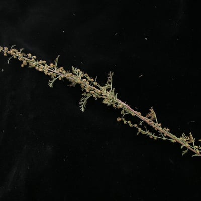 Artemisia gmelinii — habit