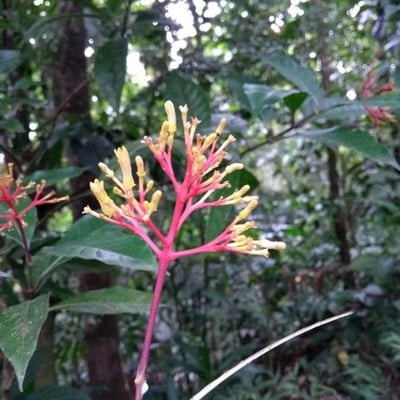 Palicourea guianensis — flower