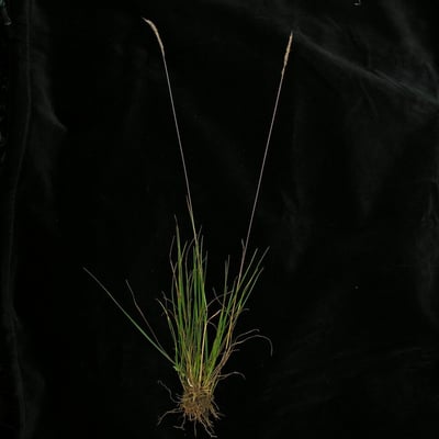 Trisetum spicatum — habit