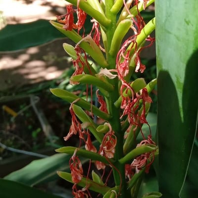 Hedychium coccineum — flower
