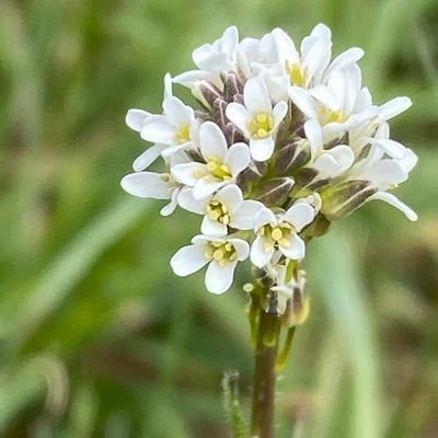 Arabis hirsuta — flower