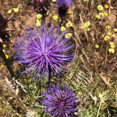 Cynara humilis — flower
