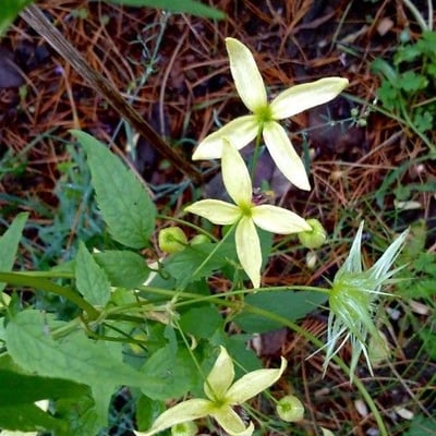 Clematis recta — flower