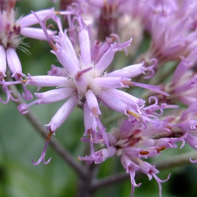 Adenostyles leucophylla — flower