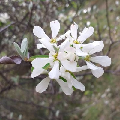 Amelanchier ovalis — flower