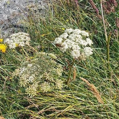 Peucedanum palustre — flower