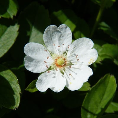 Potentilla montana — flower