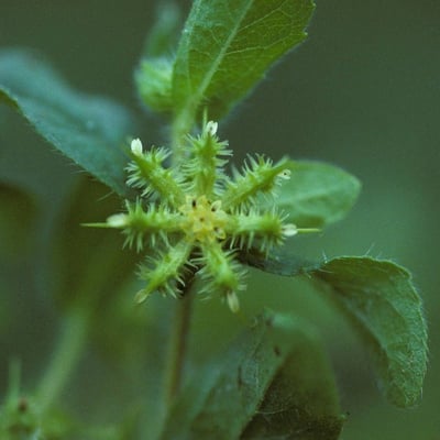 Acanthospermum hispidum — flower