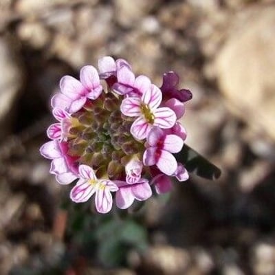 Aethionema saxatile — flower