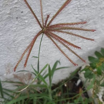 Chloris barbata — flower