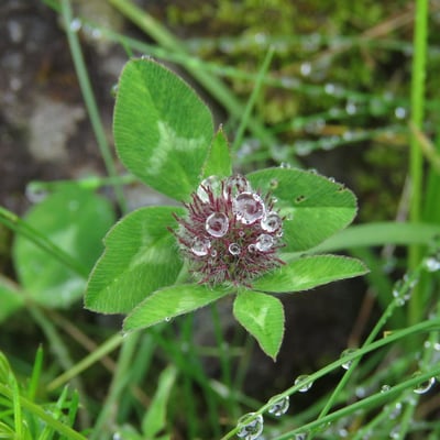Trifolium glomeratum — flower