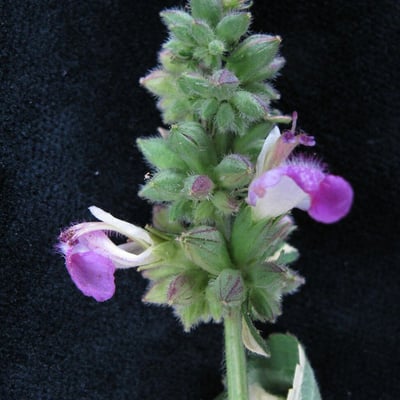 Anisomeles indica — flower