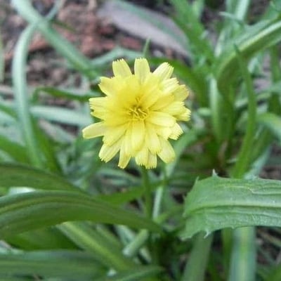 Microseris lanceolata — flower