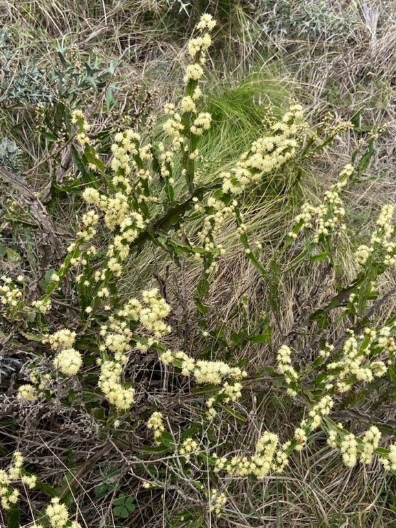 Baccharis trimera